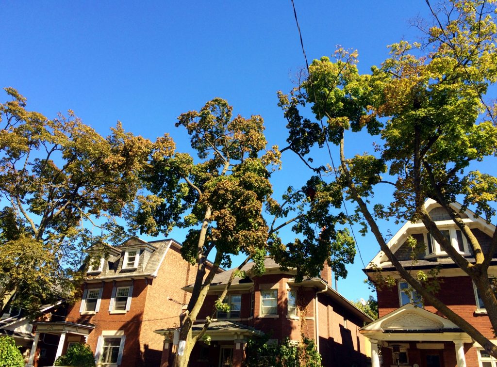 Spotlight on Research: Building the Business Case and How Mega-Mansion’s Impact the Urban Forest