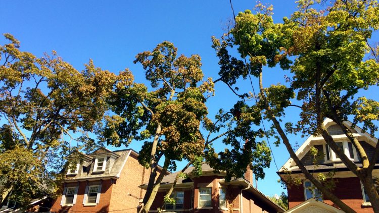 Spotlight on Research: Building the Business Case and How Mega-Mansion’s Impact the Urban Forest