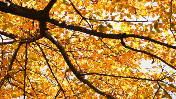 An Update on Our Urban Forest Work