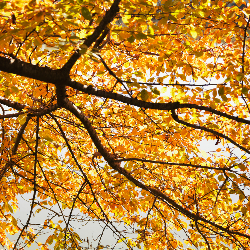 An Update on Our Urban Forest Work