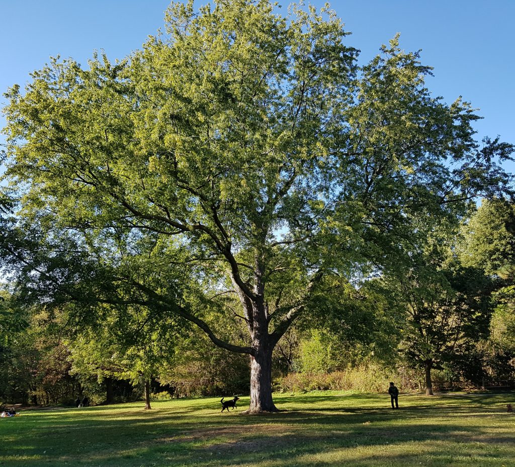 Spotlight on research: Links between trees and public health, green roofs as habitat and the EPA’s Local Food Local Places Toolkit