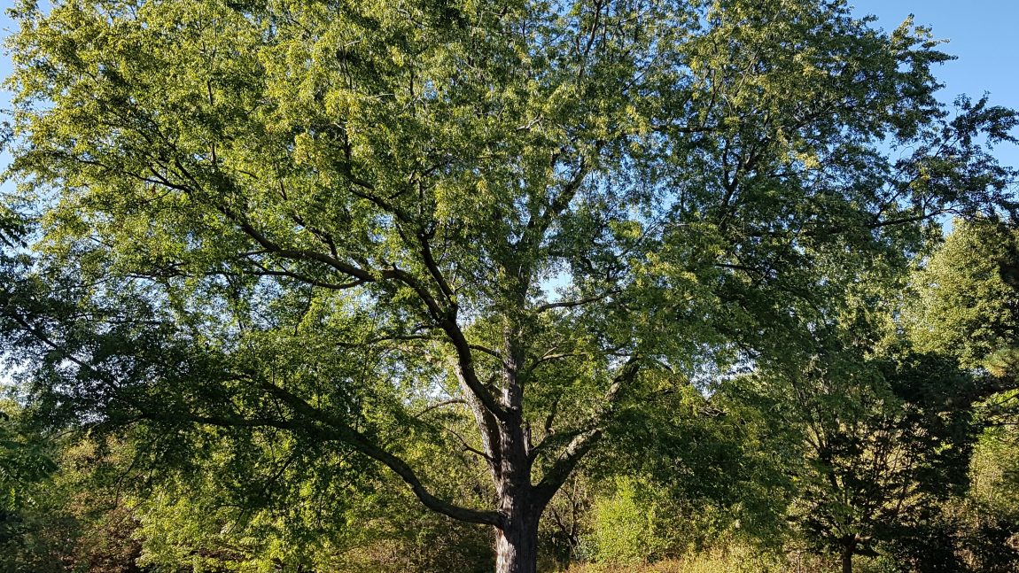 Spotlight on research: Links between trees and public health, green roofs as habitat and the EPA’s Local Food Local Places Toolkit