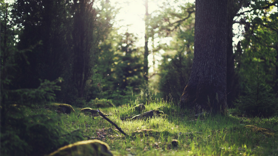 Inspiring Initiatives : New green infrastructure in Delhi, Key take-aways from a recent green infrastructure conference and England's new 