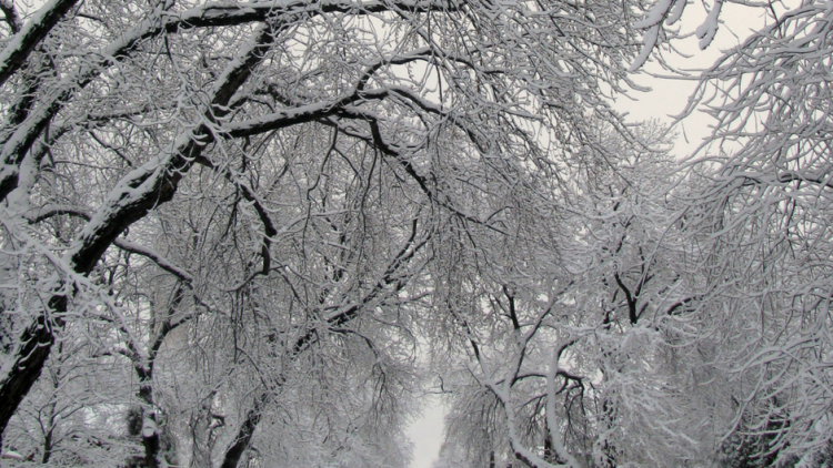 Green Infrastructure in Ontario’s Proposed Climate Change Initiatives