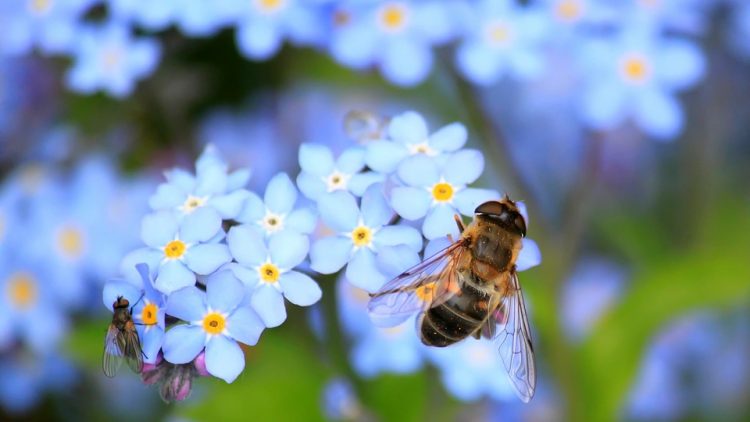Inspiring Initiatives: Community collaboration, tools to streamline green roof and wall integration, and green infrastructure for the bees