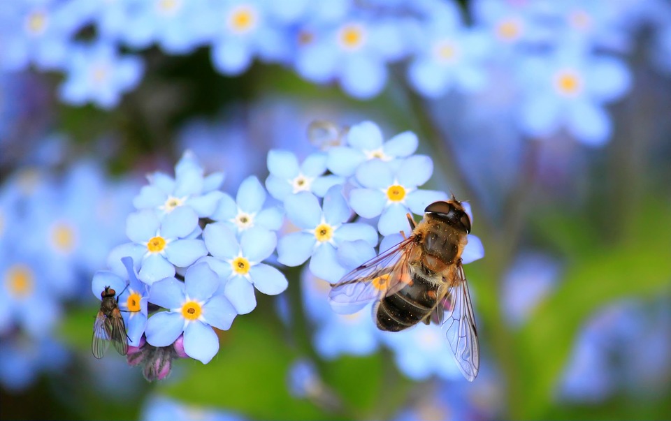 Inspiring Initiatives: Community collaboration, tools to streamline green roof and wall integration, and green infrastructure for the bees
