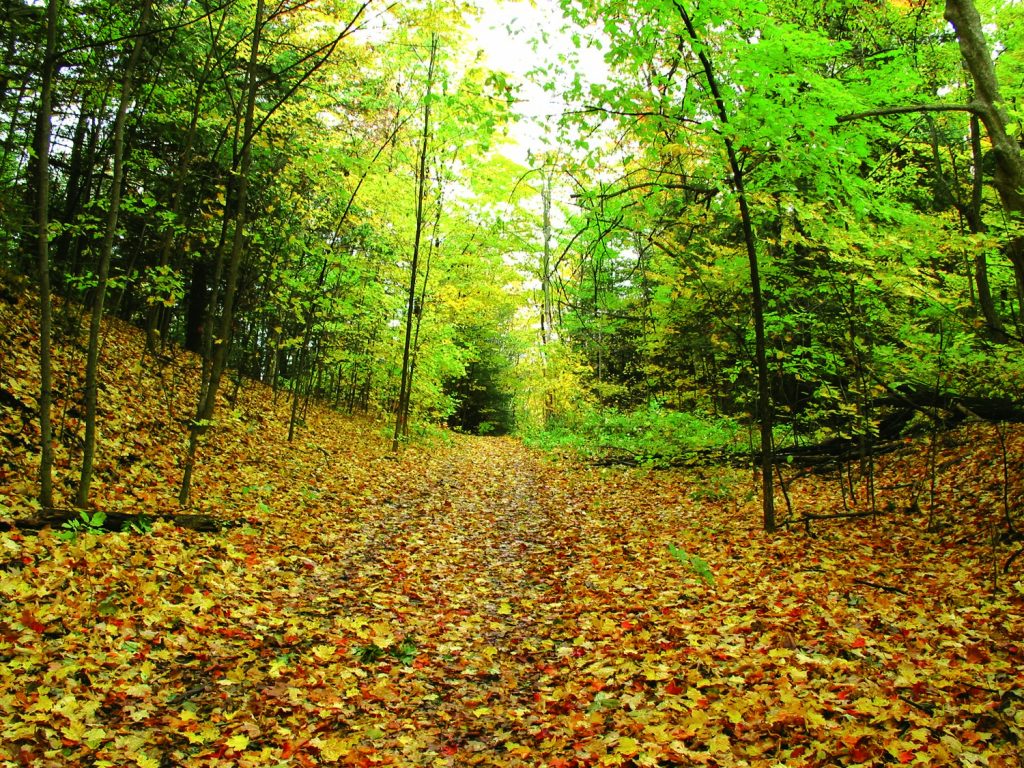 Southern Ontario’s Disappearing Forest