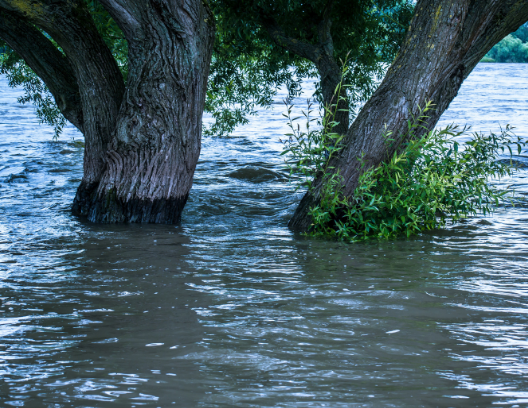 Recent Research: Private property incentives and trees in stormwater modelling