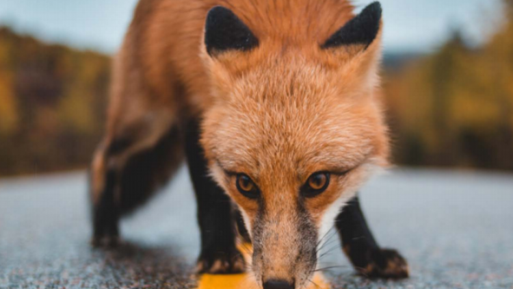 Canadian Parks and Wilderness Society Recommendations for Tackling Canada’s Nature Emergency