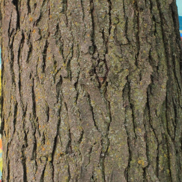 tree trunk