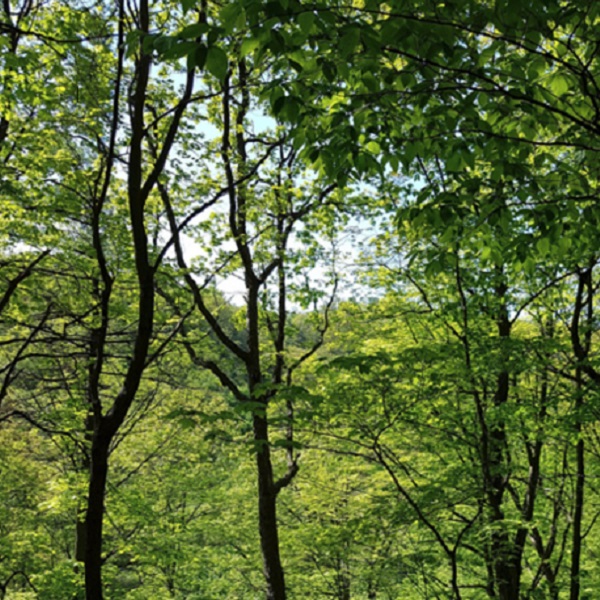 image from cover of report on economic impact of green infrastructure