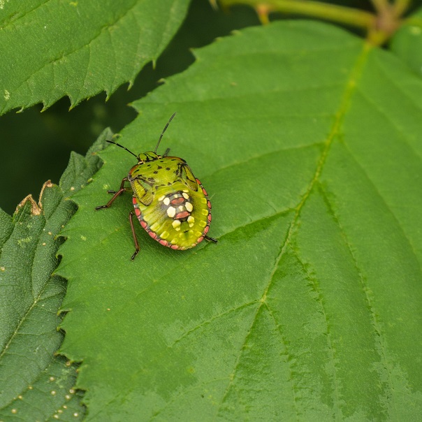 Beetle on leaf